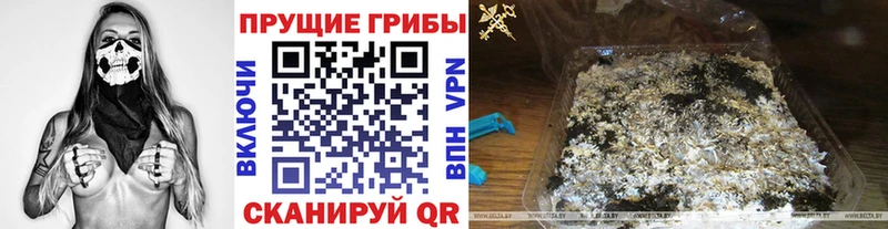 Псилоцибиновые грибы Psilocybine cubensis Лосино-Петровский